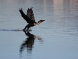 frieda 248  Witborsduiker styg op - Whitebreasted cormorant : frieda